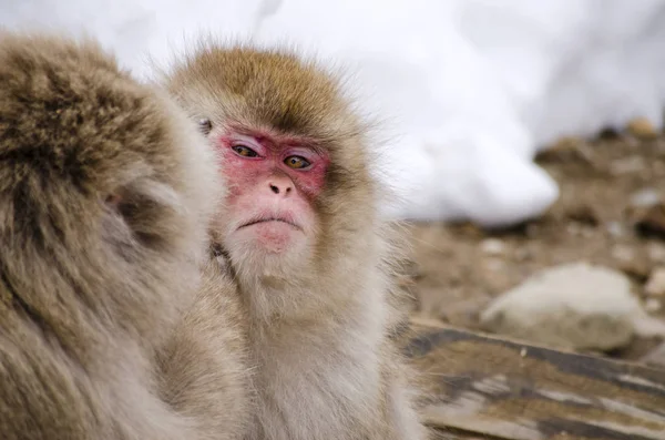 Singe Des Neiges Macaque Dans Nature — Photo