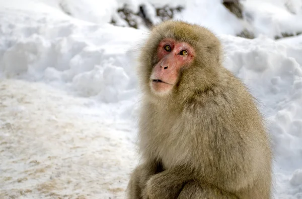 Macaque macaco — Fotografia de Stock