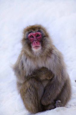 Makak kar maymun