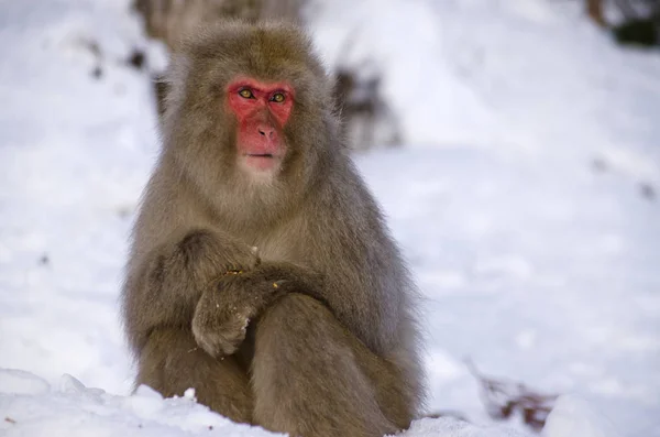 Singe Des Neiges Macaque Dans Nature — Photo