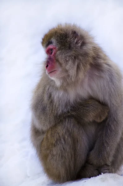 Makaak sneeuw aap — Stockfoto