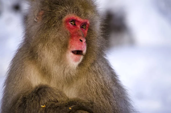 Singe des neiges macaque — Photo
