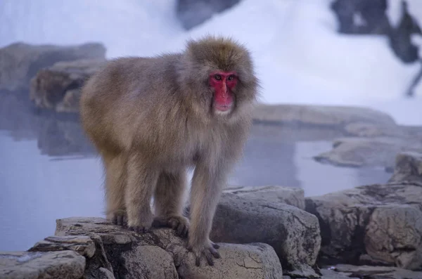 Μακάκος Μαϊμού Χιονιού Στην Άγρια Φύση — Φωτογραφία Αρχείου