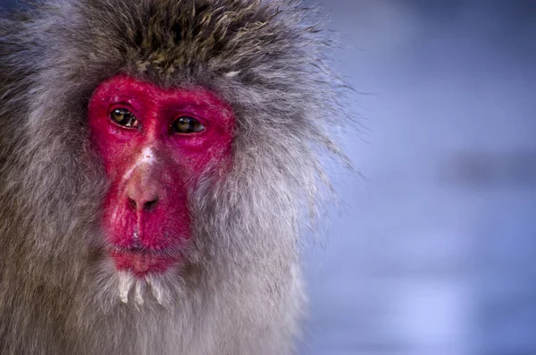 Makak kar maymun vahşi