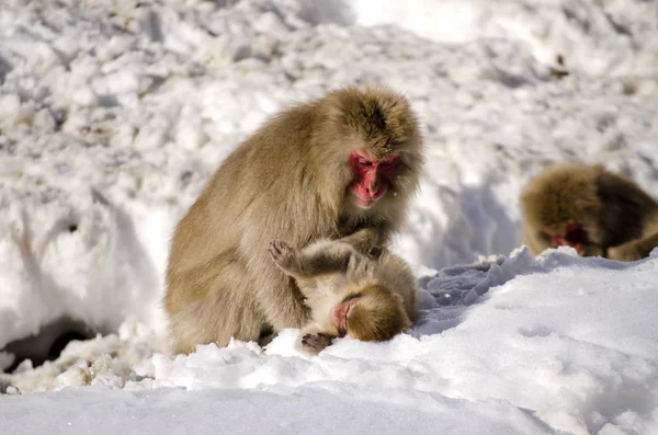 Macaco Scimmia delle nevi — Foto Stock