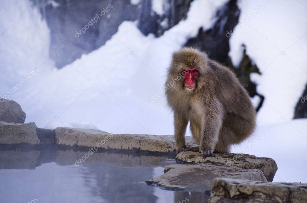 Macaque Snow Monkey in the Wild