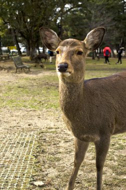 Sika geyik Nara, Japonya