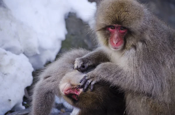 Macaco Neve Macaco Natureza — Fotografia de Stock