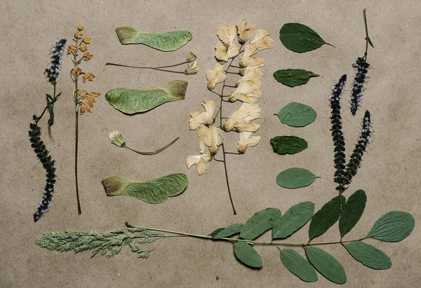 A composition of wild pressed — Stock Photo, Image