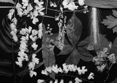 Bir dizi vahşi preslenmiş