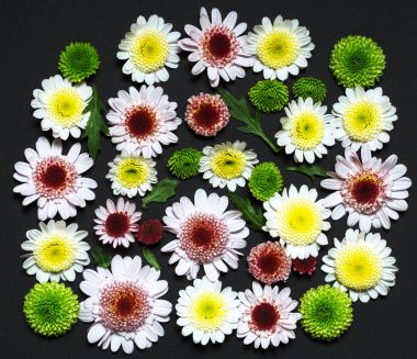 Preslenmiş krizantem bileşimi