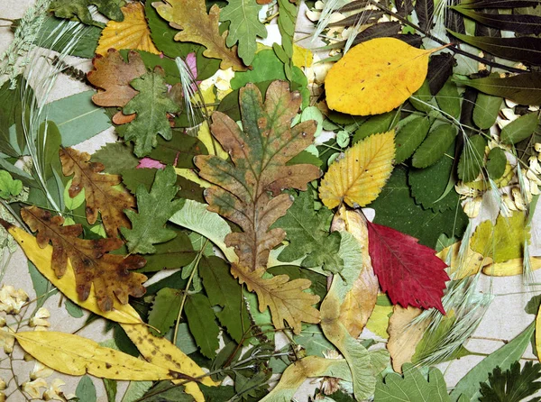 Samenstelling gemaakt van de herfst bladeren — Stockfoto