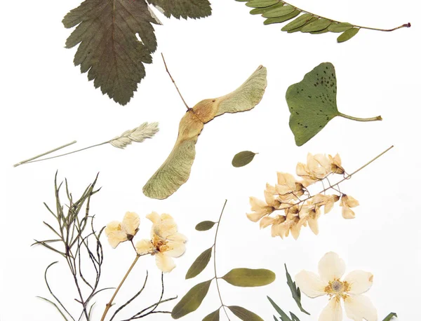 Pressed flowers and leaves on — Stock Photo, Image