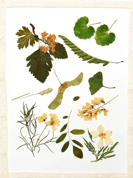 Pressed flowers and leaves on — Stock Photo, Image