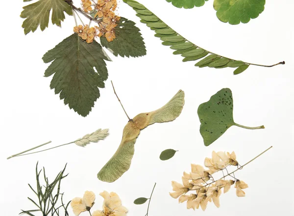 押された花と葉 — ストック写真