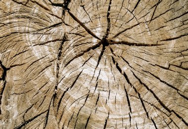ağaç kütüğünün dokusu