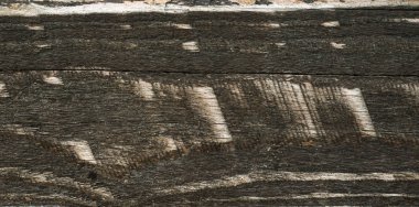 yaşlı ağaç kalası doku