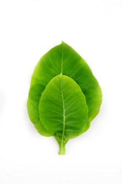 Yeşil tütün yaprakları