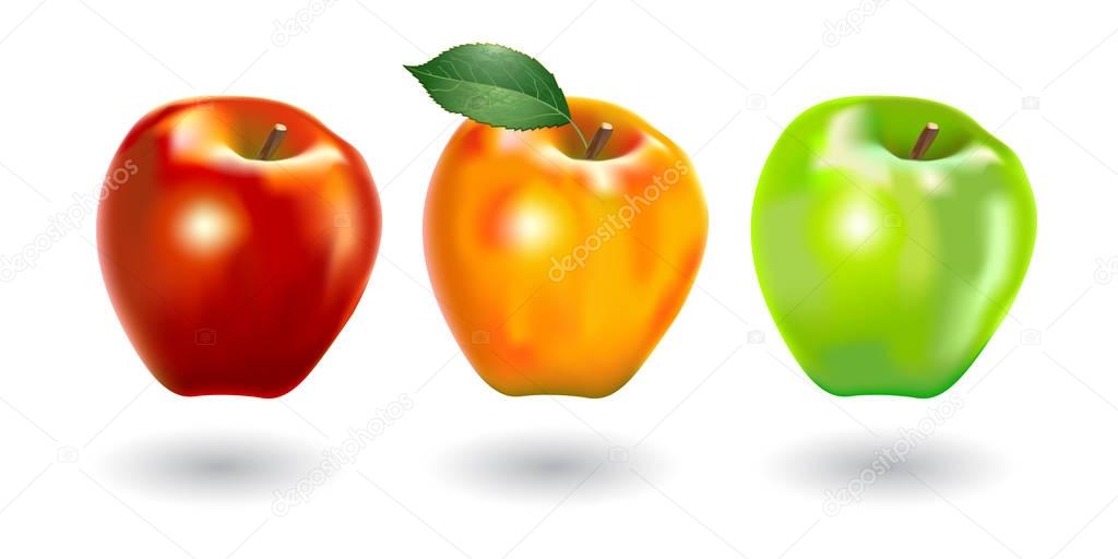 Vector illustration of fresh red, yellow and green apples, executed in a realistic manner.