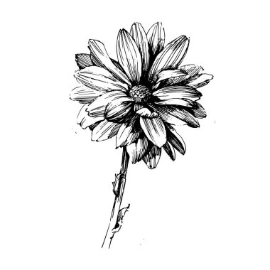 Rose Ink çizim çiçek