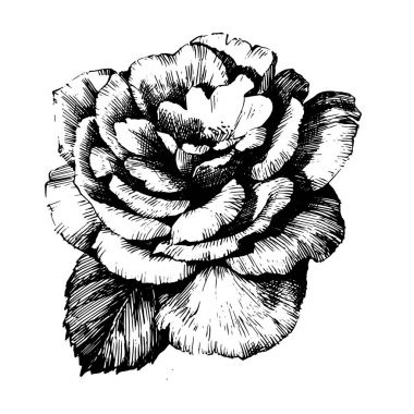 Rose Ink çizim çiçek
