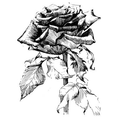 Rose Ink çizim çiçek