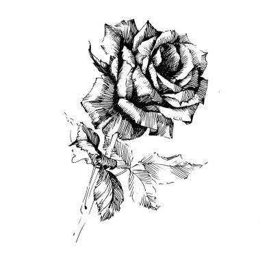 Rose Ink çizim çiçek