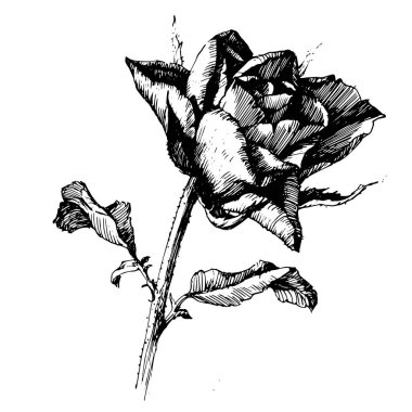 Rose Ink çizim çiçek