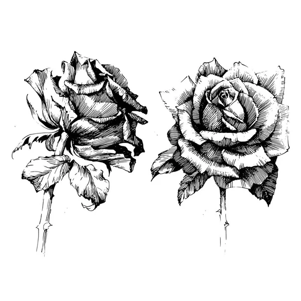 Rose Ink çizim çiçek — Stok Vektör
