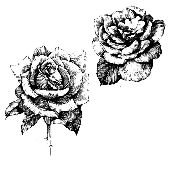 Rose Ink výkresu květiny — Stockový vektor