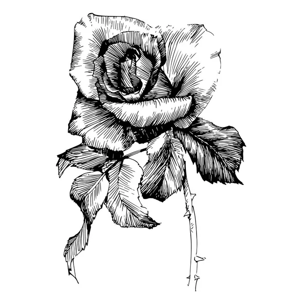 Rose Ink rysunek kwiaty — Wektor stockowy