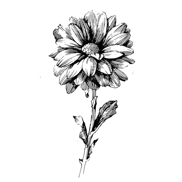 ดอกกุหลาบ ดอกไม้วาดหมึก — ภาพเวกเตอร์สต็อก