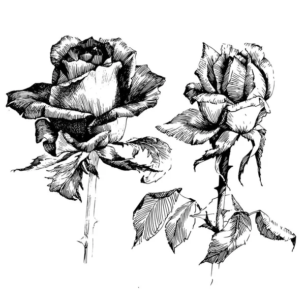 Rose Tinta flores de desenho — Vetor de Stock