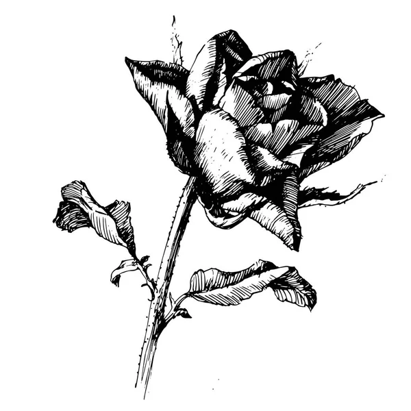 Rosa tinta dibujo flores — Vector de stock