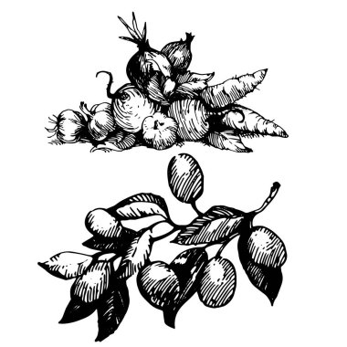 Şube siyah mürekkep çizim şekil. 