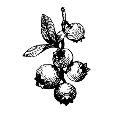 Meyveleri siyah mürekkep çizim şekil. 