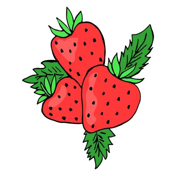 Trois fraises colorées. Croquis. Image vectorielle isolée . — Image vectorielle