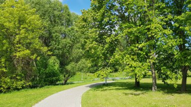Sabahleyin parkta yeşil ağaçlar. Yaz. Güzel doğa.