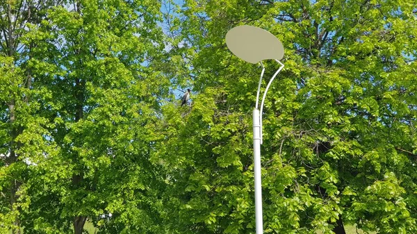 Un cuervo se sienta en un árbol verde en un parque. Hay un poste cerca. . — Foto de Stock