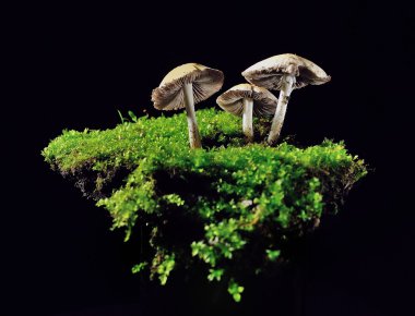 Bizim dünyanın bir parçası