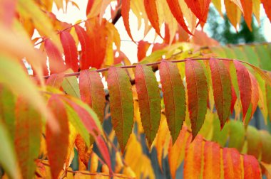 Bellek wth oyun gül ve eski kitap