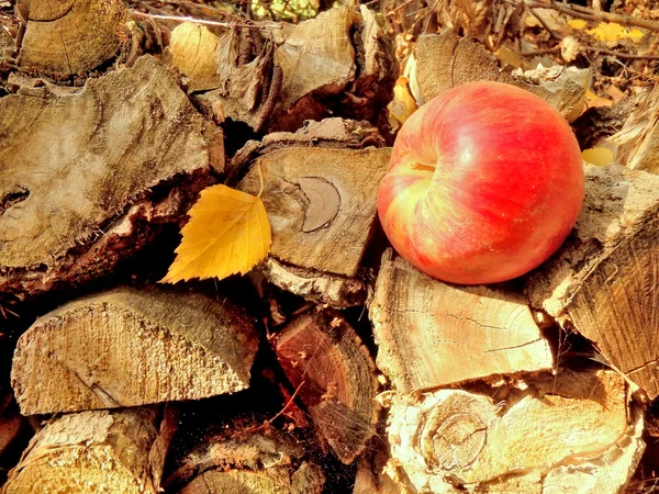 Crescimento da memória rosas com raiva e livro velho — Fotografia de Stock