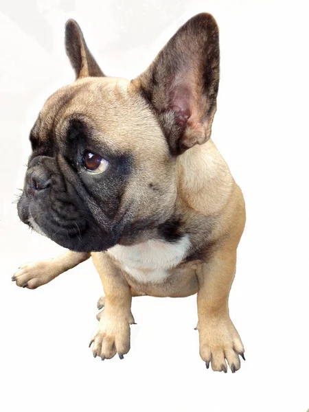 Köpeğin 