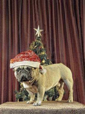 Sarı dünya köpek gelir / dekorasyon yeni 2018 yıl Havva ile Fransız bulldog, ağaç, şekerler 