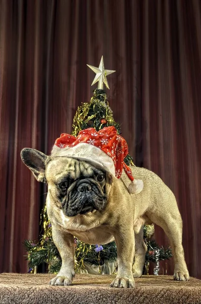 Sarı dünya köpek gelir / dekorasyon yeni 2018 yıl Havva ile Fransız bulldog, ağaç, şekerler 
