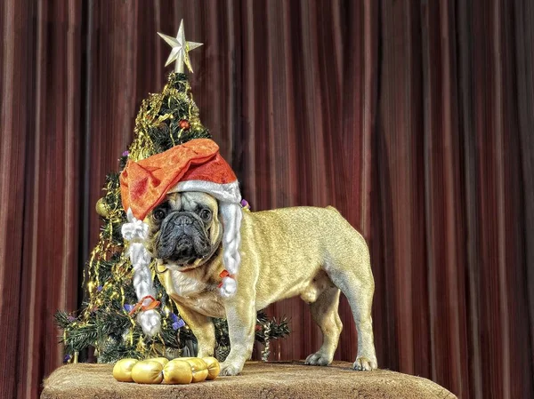 Sarı dünya köpek gelir / dekorasyon yeni 2018 yıl Havva ile Fransız bulldog, ağaç, şekerler 