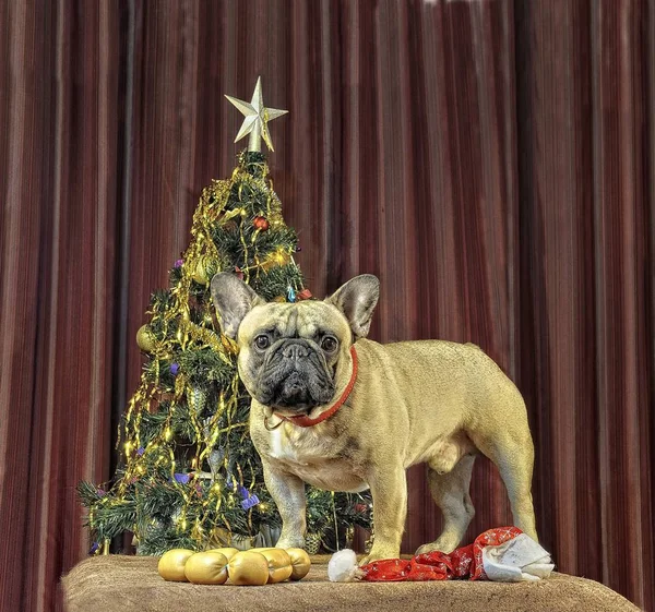 Sarı dünya köpek gelir / dekorasyon yeni 2018 yıl Havva ile Fransız bulldog, ağaç, şekerler 