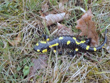 Ateş Salamander / Salamandra Salamandra orman Alpleri'nde bahar yakınındaki akışı Mart 2018