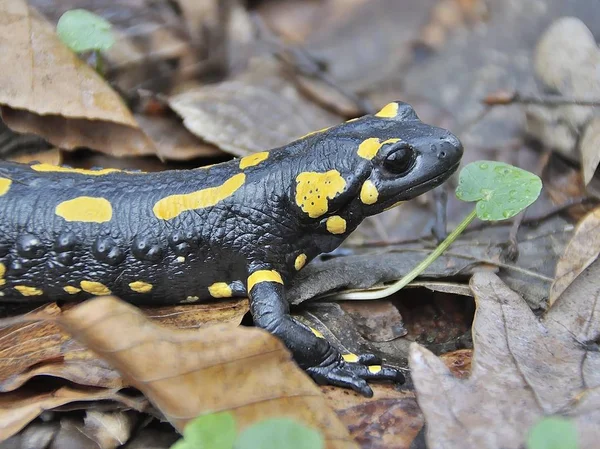 Ateş Salamander / Salamandra Salamandra orman Alpleri'nde bahar yakınındaki akışı Mart 2018