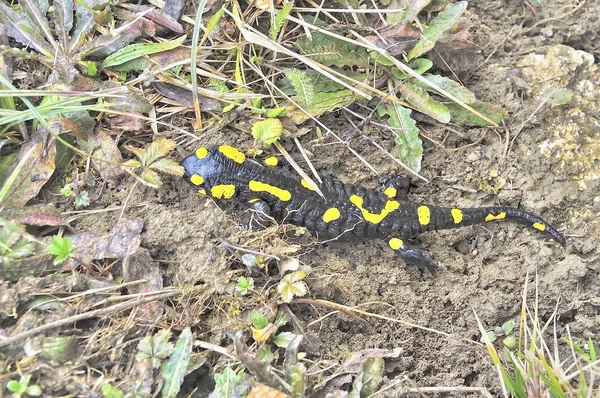 Ateş Salamander / Salamandra Salamandra orman Alpleri'nde bahar yakınındaki akışı Mart 2018